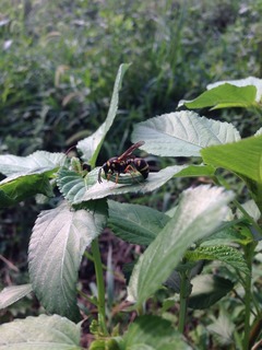 とっくり蜂