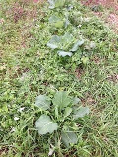 草を敵としないということ