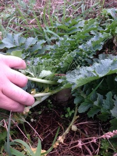 冬は根菜