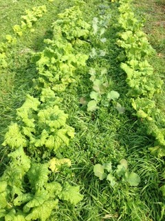 畑の作物の混植を見ながら